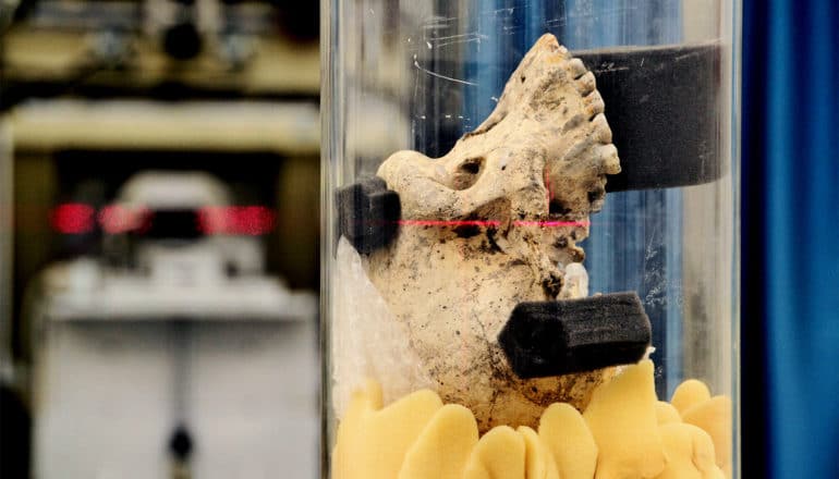 The skull is mounted within a glass tube while scanned with lasers