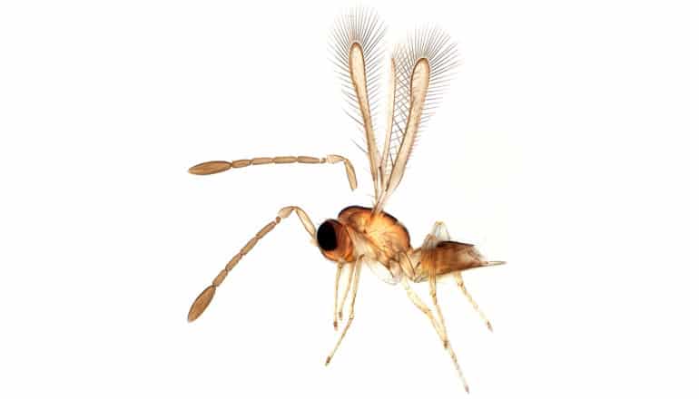 insect with large hairy wings and two large antennae