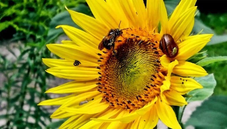 Insects, including a bee, on a large yellow sunflower