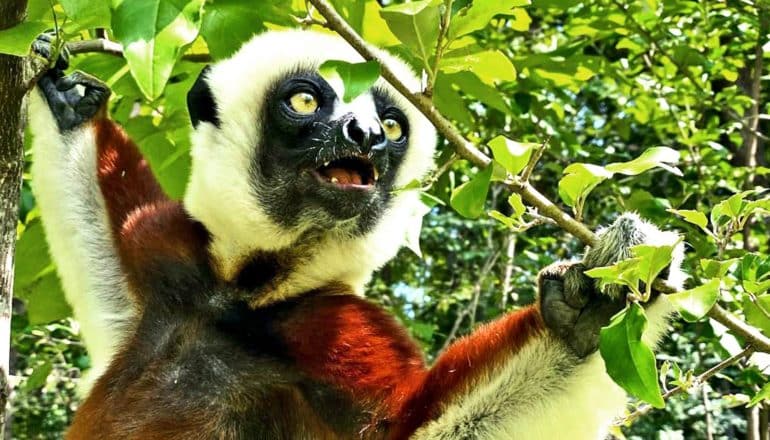 The sifaka lemur hang between branches while looking up with its eyes wide and mouth open