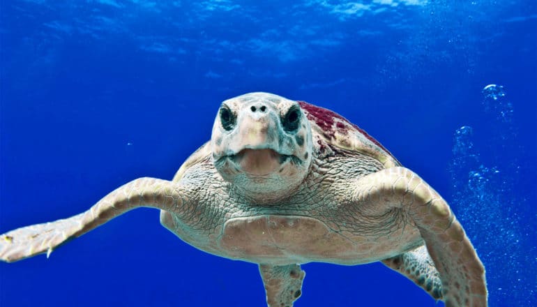 A loggerhead turtle swims in blue water