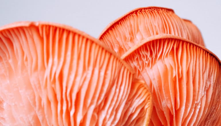 undersides of three pink oyster mushrooms