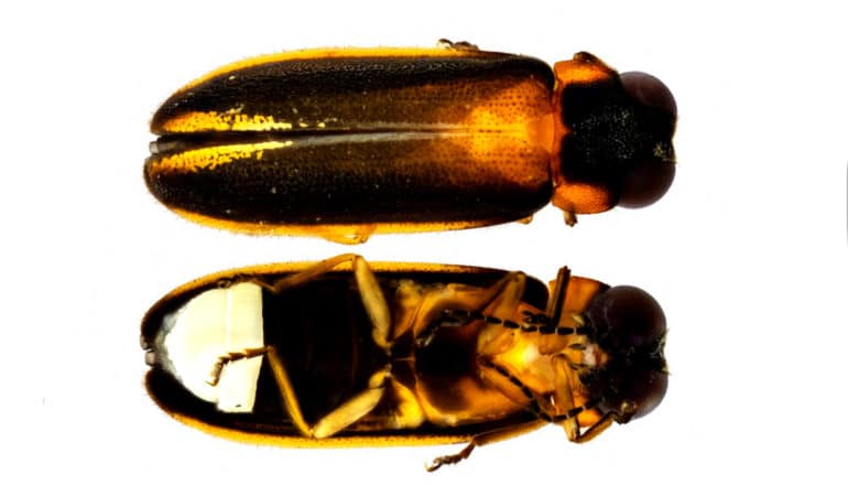 top and bottom of orange-ish black insect