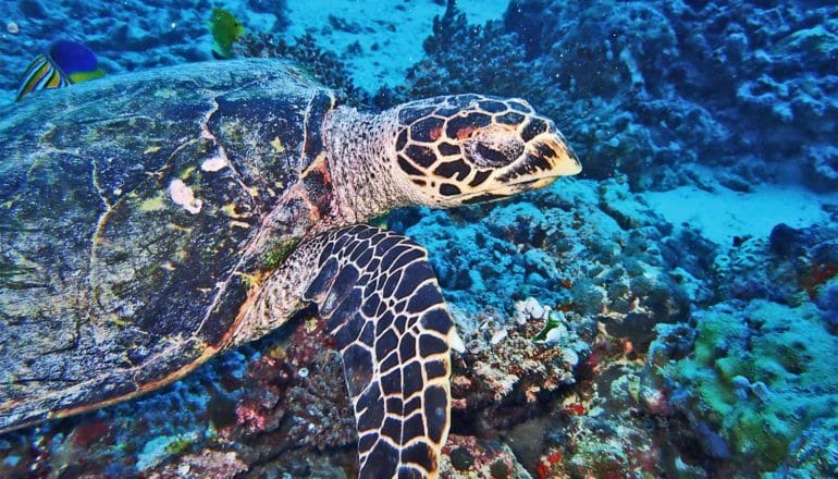 A sea turtle swimming over coral in the ocean