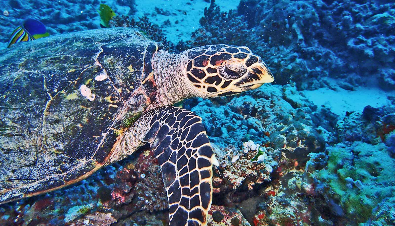 How have humans impacted the ocean's coral reefs?