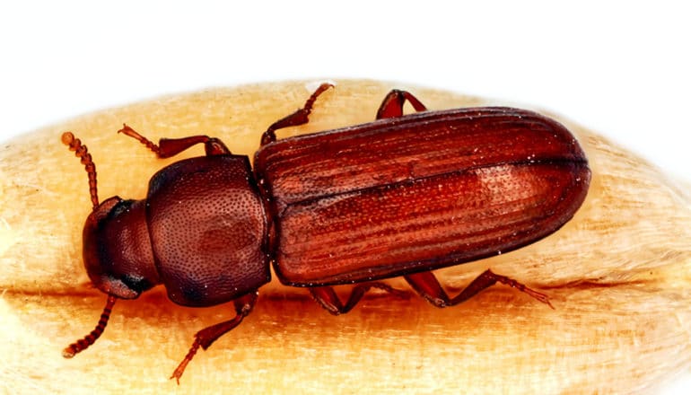 A confused flour beetle on a single grain against a white background