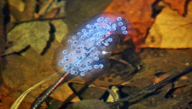 mass of clear-ish white-ish eggs in water above orange leaves