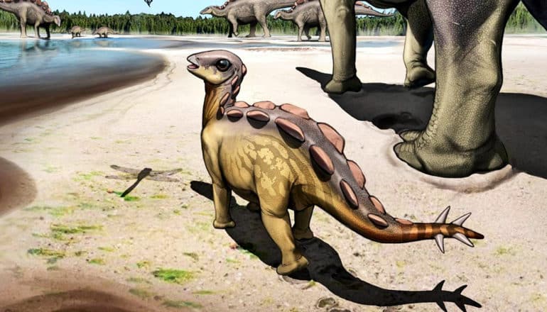 An illustration shows the small stegosaur walking on a beach next to much larger dinosaurs