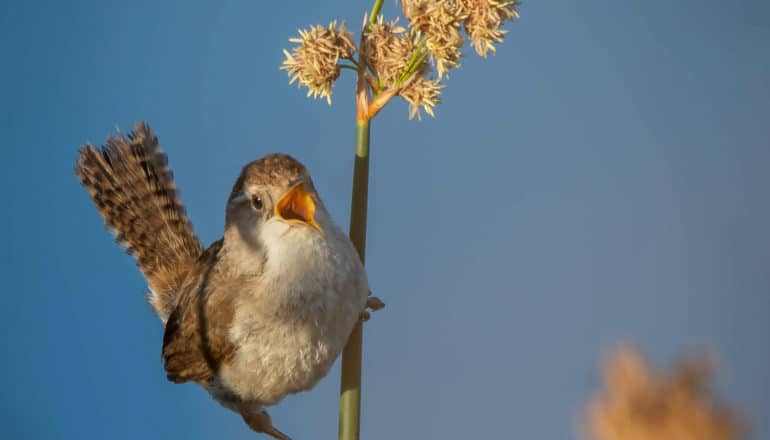 marsh wren holds onto flower stem with open beak