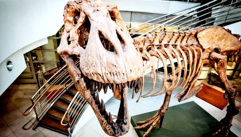 A T rex skeleton cast stands in a spiraling stairway