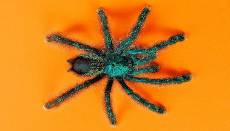 furry green tarantula on orange background