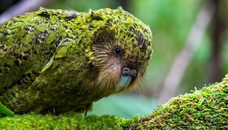 hunchy green parrot with feather "mustache" resembles moss it stands on