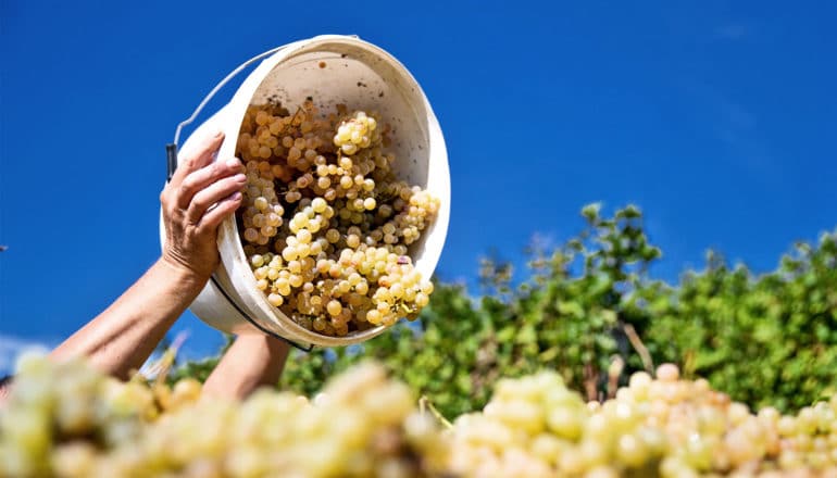 A man dumps a large bucket of grapes into a larger container