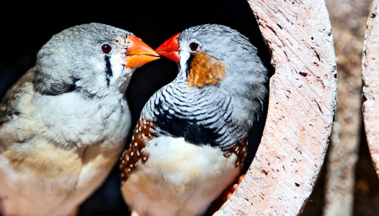 Two zebra finches touching beaks