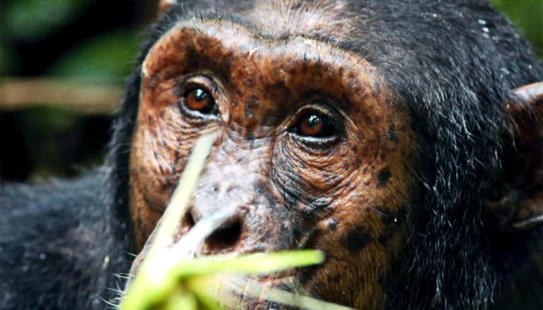 A close-up of a chimpanzee's face