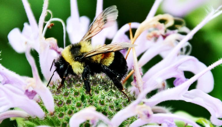 A bee standing on a flower