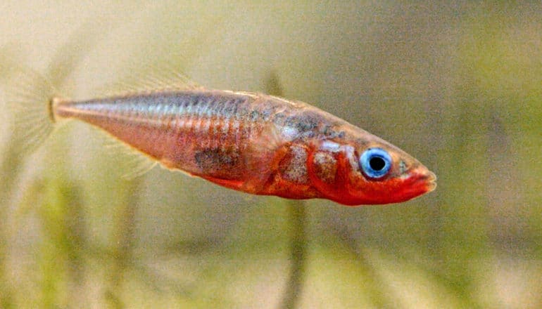 The fish is orange with a blue eye