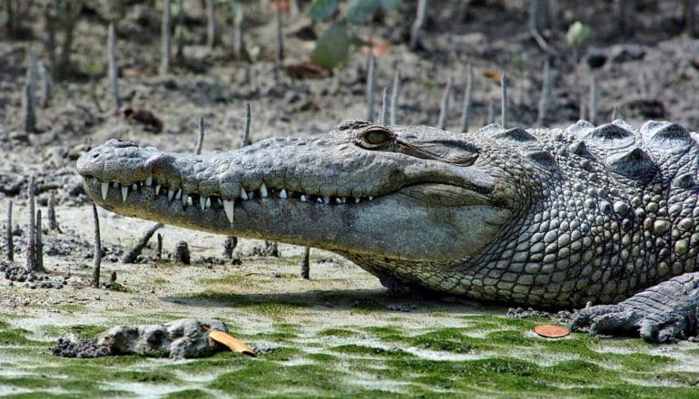 side view of adult crocodile