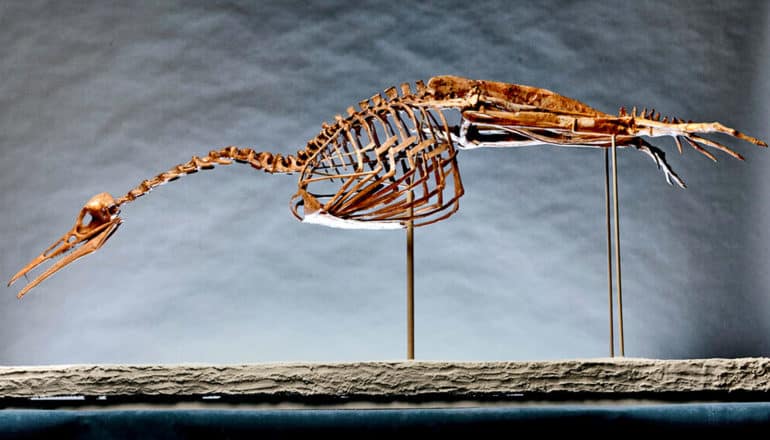 A Hesperornis skeleton shows its long neck, bear, and teeth