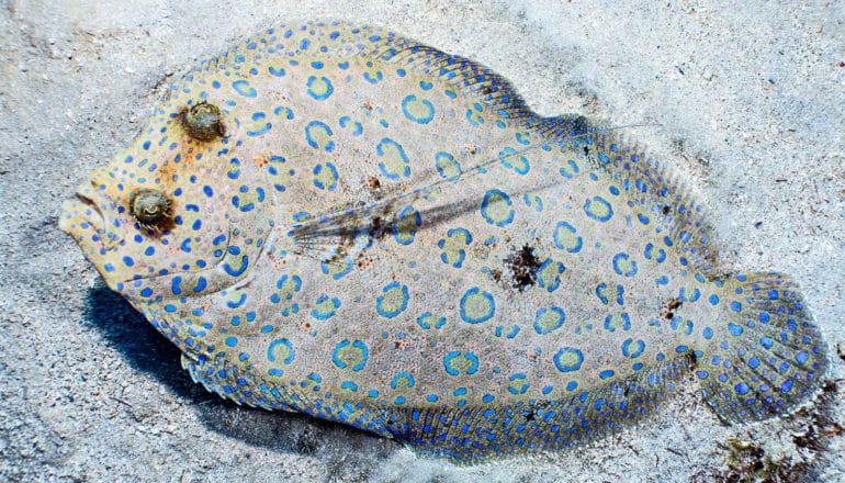 fish with blue splotches on seafloor. Both eyes are on the top side of its body