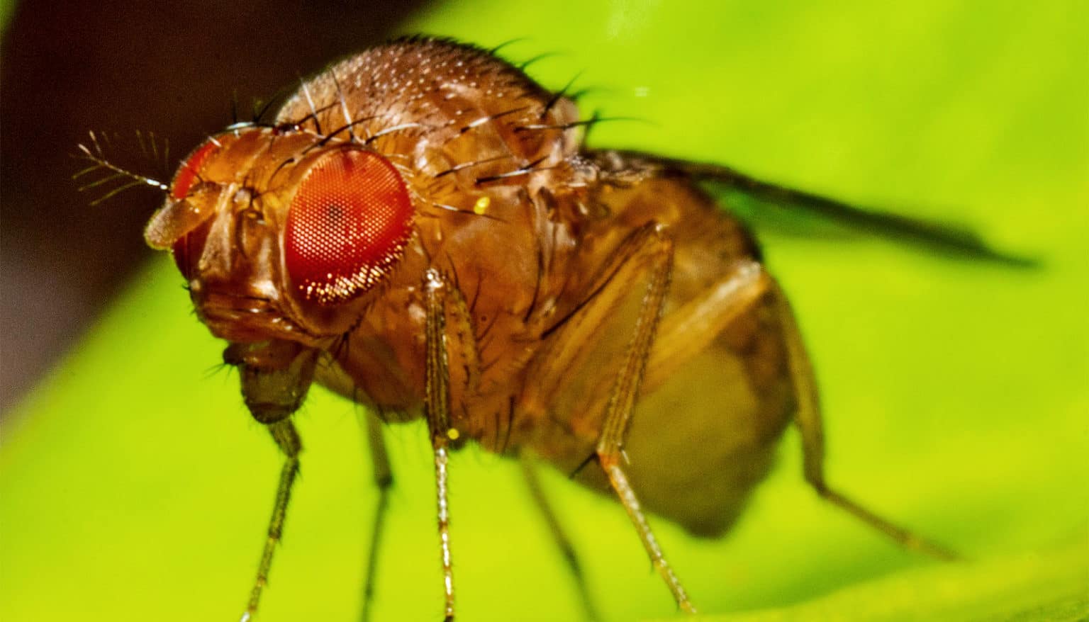 great-facts-fruit-flies-and-mosquitoes-are-a-lot-brainier-than-people