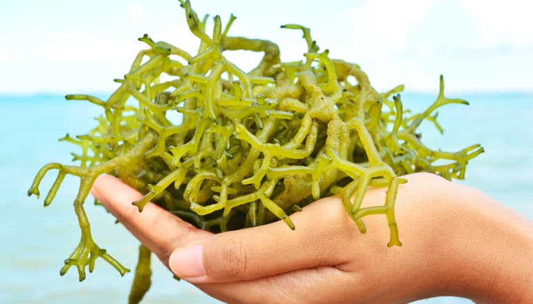 A person holds seaweed in front of the ocean