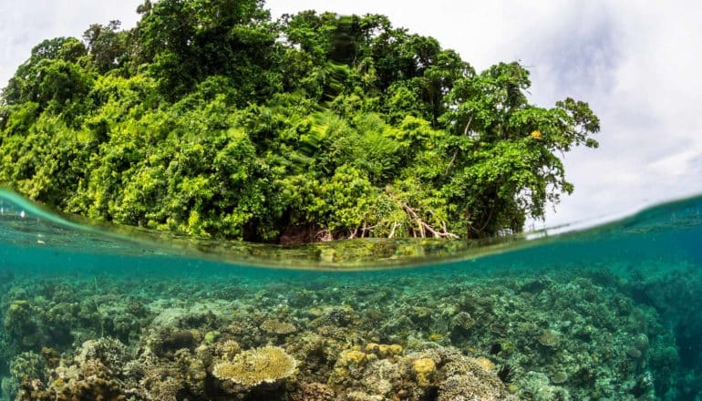 green trees above water, corals below