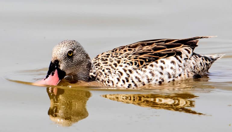 duck with mottled plumage, gray head, and pink bill