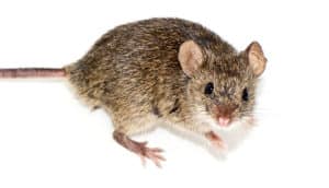 brown mouse on white background