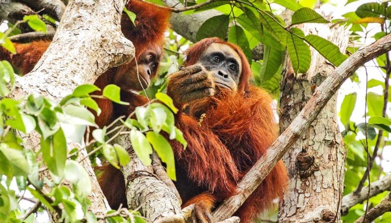 Two orangutans sit in a tree