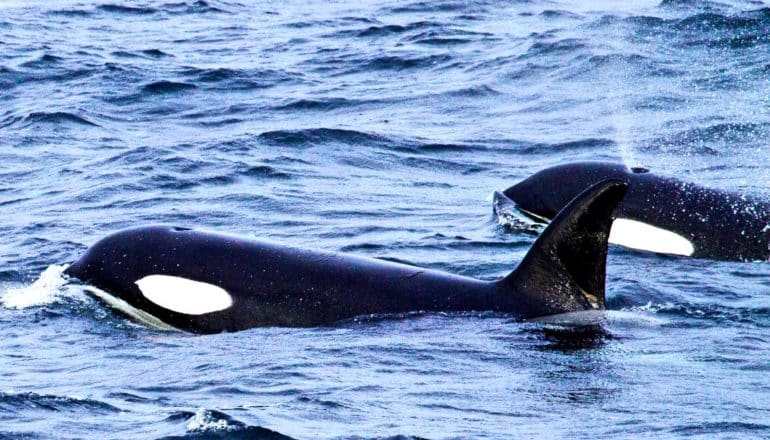 Two orcas swim side by side