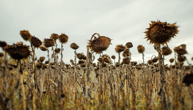 dead sunflowers in field