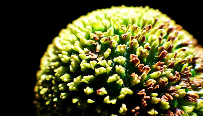 A round fruit is covered in small green shoots