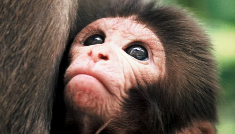 baby rhesus macaque face