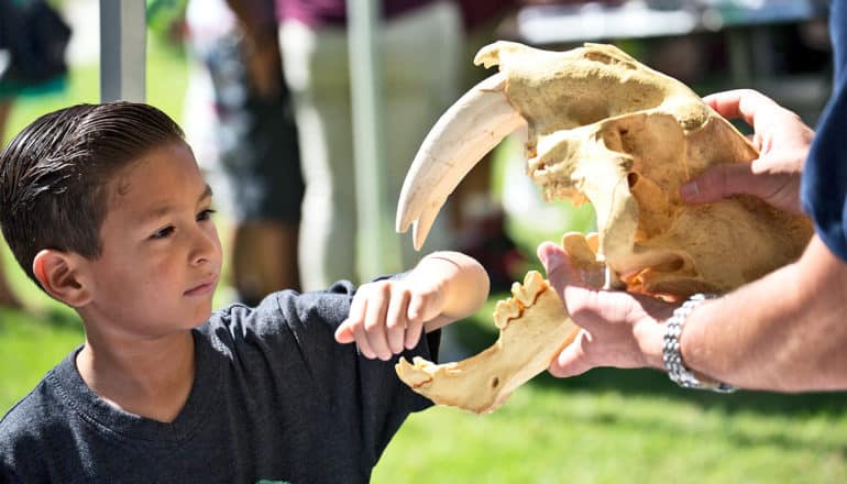 A young boy puts his arm in the jaws of a saber-toothed cat's skull