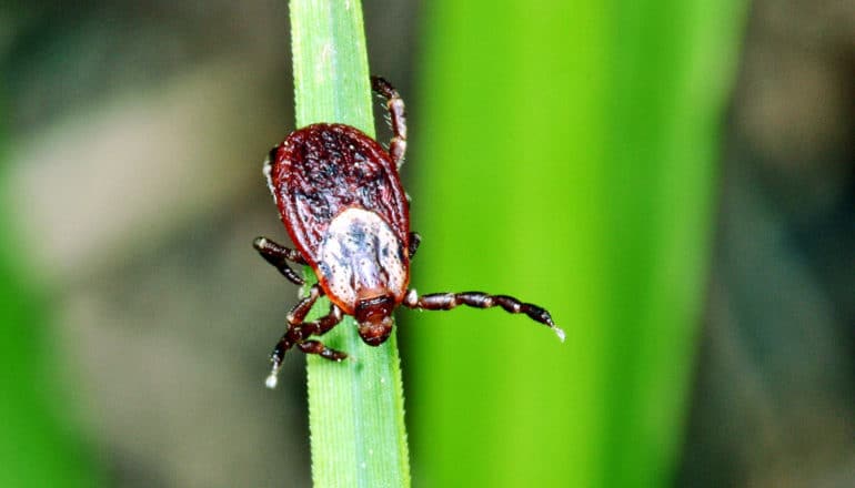 A tick crawls down a green stalk of grass