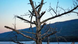 section of dead tree with mountain in background