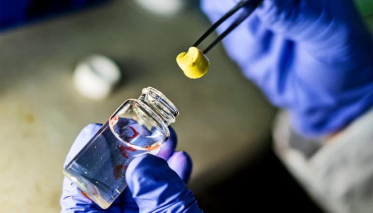 A researcher holds a yellow piece of the aerogel with tweezers