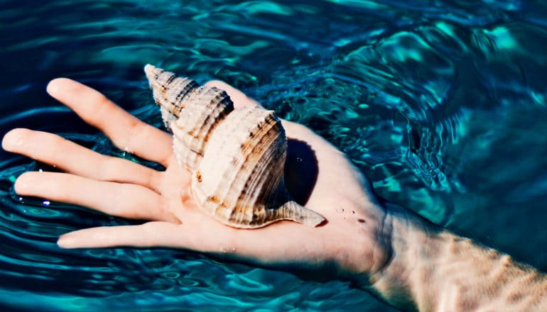 A person holds a shell in their hand in blue water