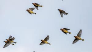 cedar waxwings in flight