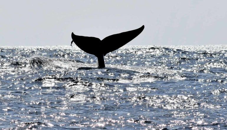 whale's tail above water