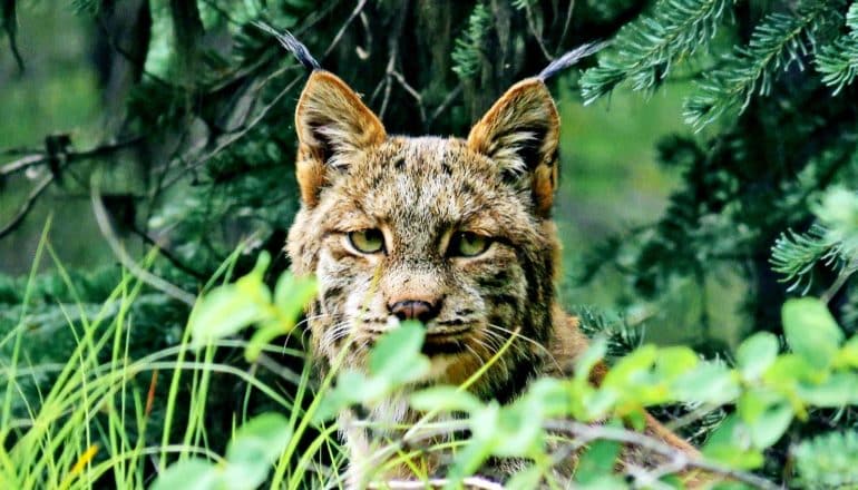 A lynx peeks out from behind some leaves in a forest