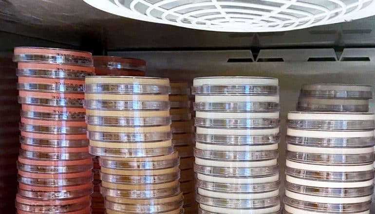 stacks of petri dishes