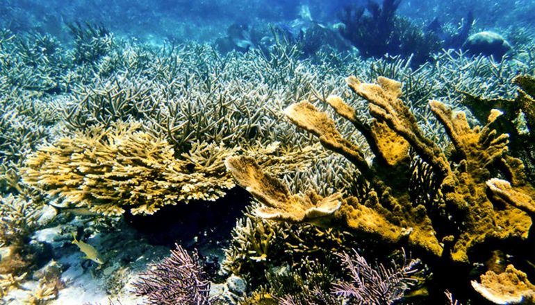 A variety of different kinds of corals