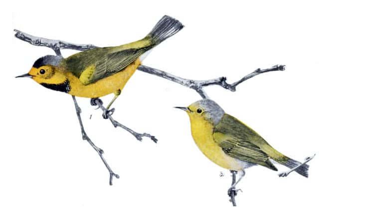 illustration of two small yellow birds on branch