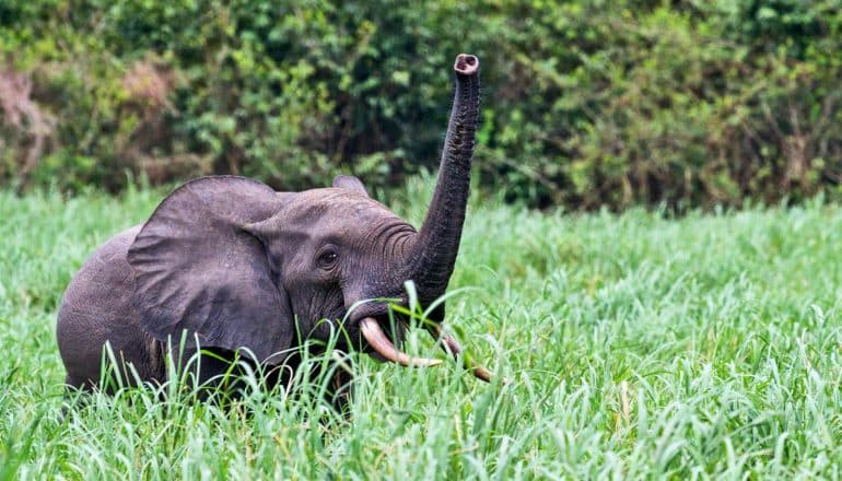 An elephant lifts its trunk above tall grass