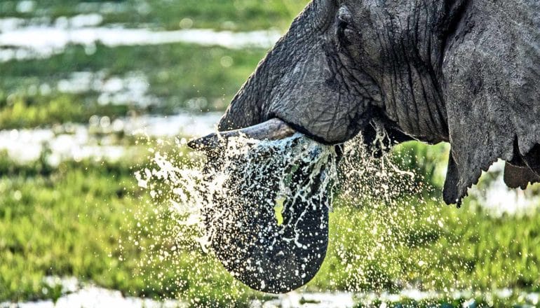 An elephant sprays water into its mouth with its trunk