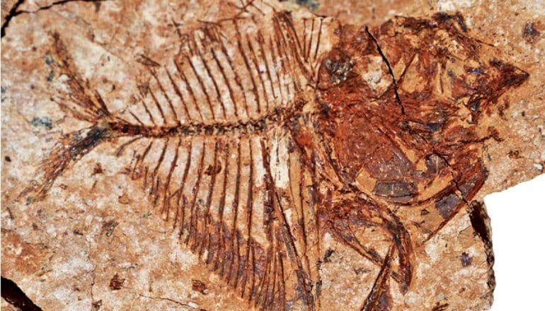 A fish fossil shows a fully intact skeleton