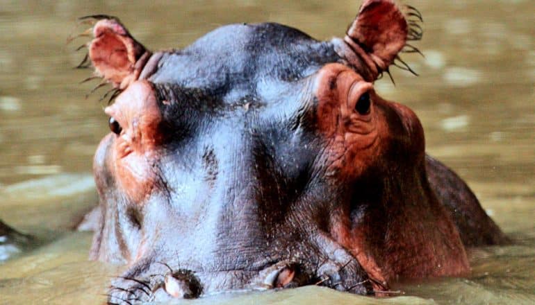 A hippo emerges out of the water