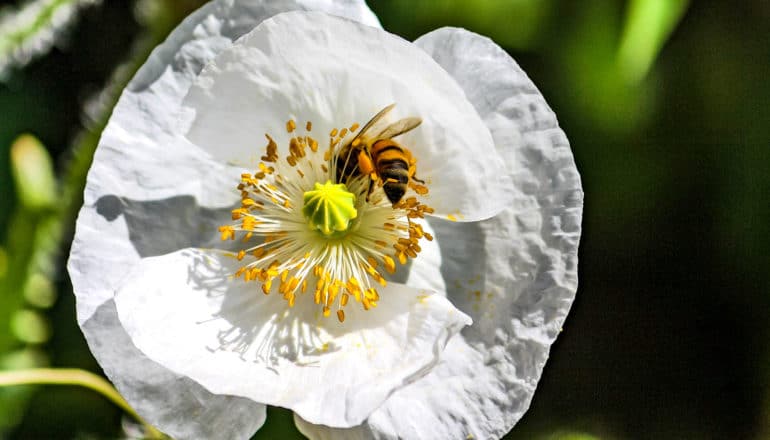 honey bee at white flower